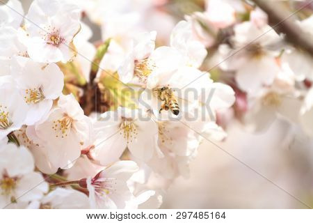 Cherry Blossoms In Sakura No Sato, Izu, Shizuoka, Japan