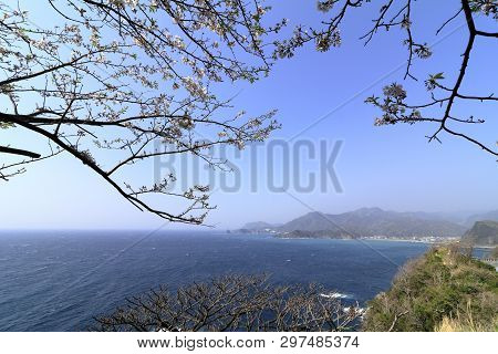 Cherry Blossoms And Dogashima, Izu, Shizuoka, Japan