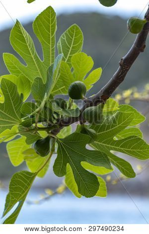 Unripe Green Figs Fruits Riping On Fig Tree