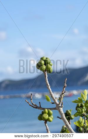 Unripe Green Figs Fruits Riping On Fig Tree