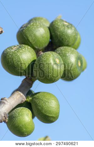 Unripe Green Figs Fruits Riping On Fig Tree