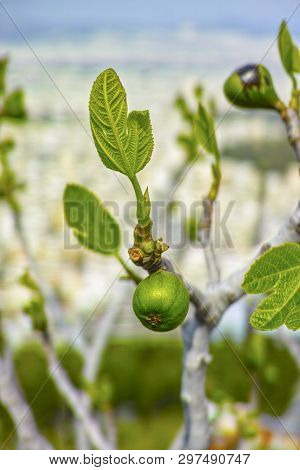 Unripe Green Figs Fruits Riping On Fig Tree