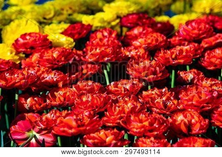 Beautiful Red And Yellow Tulips In Sunny Weather In Holland.