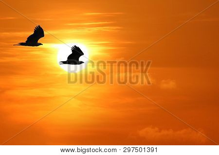 White-bellied Sea Eagle, Birds Flying In The Sky Against A Red Sky Sunset Background