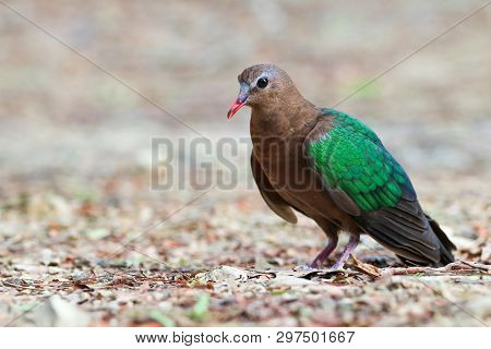 Image Of Bird, Common Emerald Dove On Nature Background. Scientific Name Chalcophaps Indica