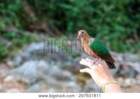 Bird In The Hand, Common Emerald Dove On Nature Background. Scientific Name Chalcophaps Indica