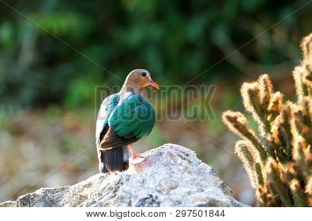 Image Of Bird, Common Emerald Dove On Nature Background. Scientific Name Chalcophaps Indica