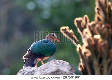 Image Of Bird, Common Emerald Dove On Nature Background. Scientific Name Chalcophaps Indica