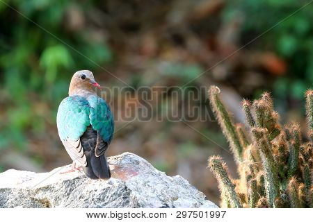 Image Of Bird, Common Emerald Dove On Nature Background. Scientific Name Chalcophaps Indica