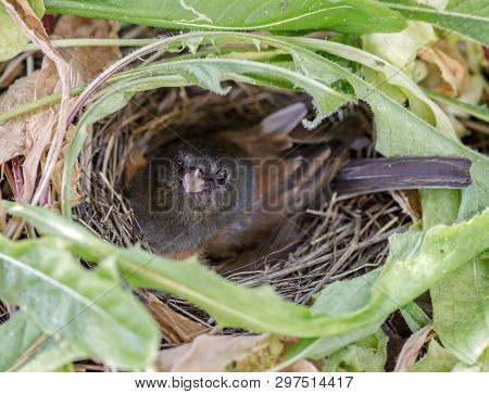 Dark-eyed Junco (junco Hyemalis) Adult Female Nesting On Eggs. Santa Clara County, California, Usa.