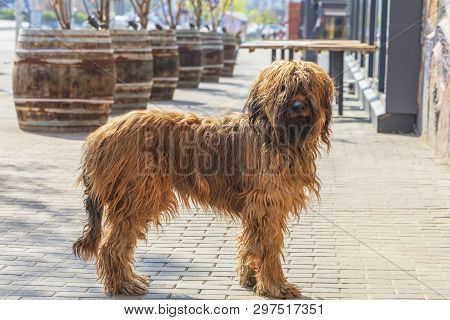 French Shepherd Shepherd Briard Walking On The Paved Paths Of The City Pavement
