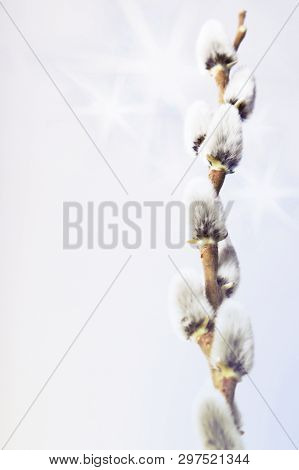 Sprig Of Fluffy Willow On A Light Gray Background, The Concept Of Religious Easter