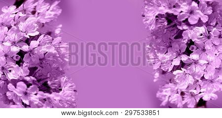 Blooming Cherry Tree In The Garden. Cherry Flowers Close Up.
A Bouquet Flowers. Floral Collage. Flow