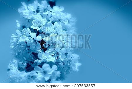 Blooming Cherry Tree In The Garden. Cherry Flowers Close Up.
A Bouquet Flowers. Floral Collage. Flow