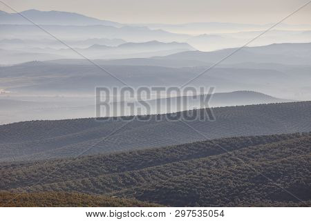 Olive Tree Fields In Andalusia. Spanish Agricultural Harvest Landscape. Jaen