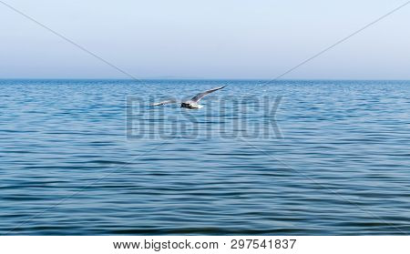 Seagull Flying Above The Sea On A Blue Background. One Seagull Flying Over The Sea