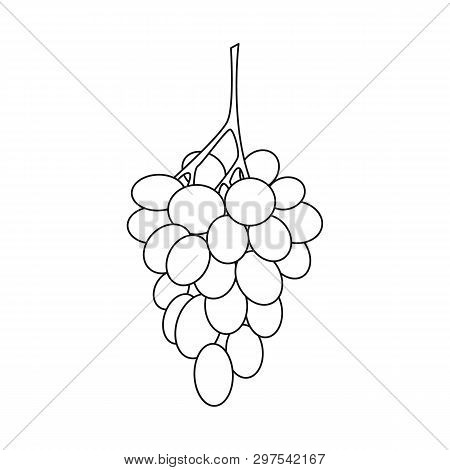 Vector Design Of Bunch And Grape Symbol. Set Of Bunch And Wine Stock Vector Illustration.