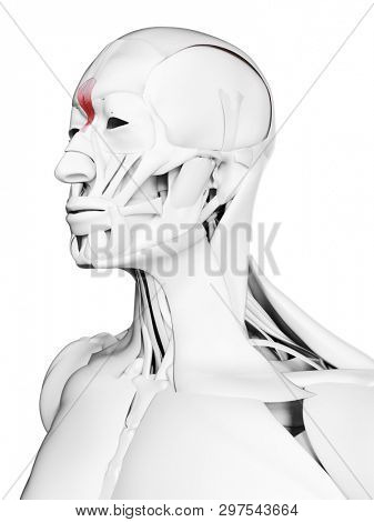 3d rendered medically accurate illustration of the procerus