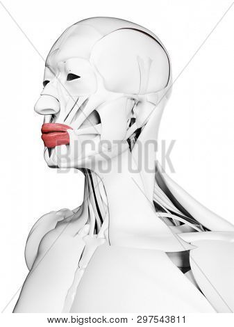 3d rendered medically accurate illustration of the orbicularis oris