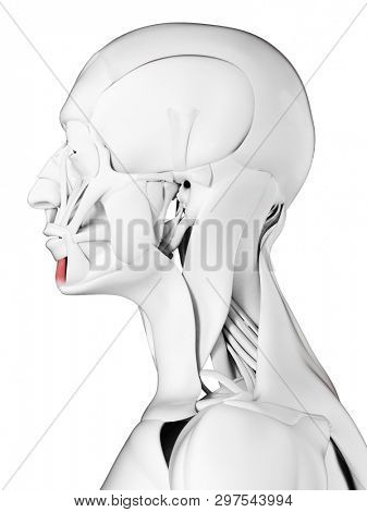 3d rendered medically accurate illustration of the mentalis