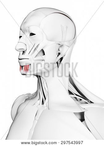 3d rendered medically accurate illustration of the mentalis