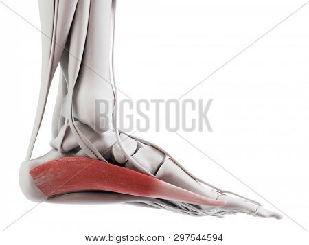 3d rendered medically accurate illustration of the abductus hallucis 