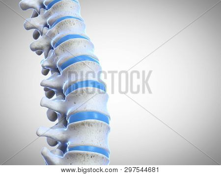 3d rendered medically accurate illustration of the human spine