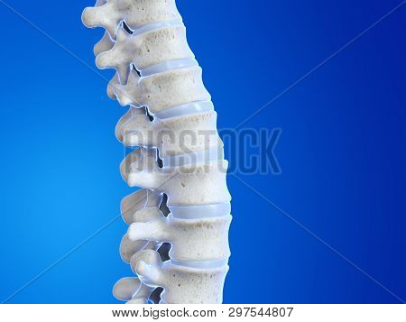 3d rendered medically accurate illustration of the human spine