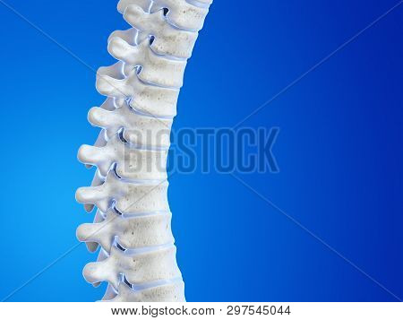 3d rendered medically accurate illustration of the human spine