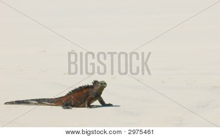 Beach deniz Iguana