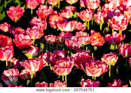 Beautiful Red Tulips In Sunny Weather In Holland.