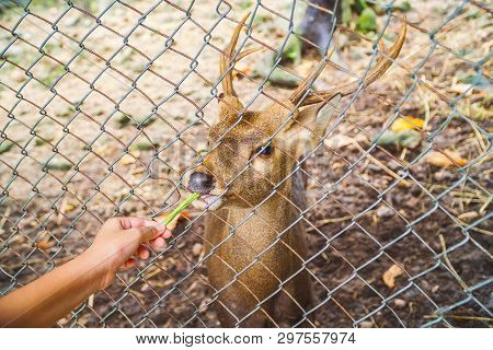 Animal Husbandry, Feeding Deer Through A Cage In The Zoo.