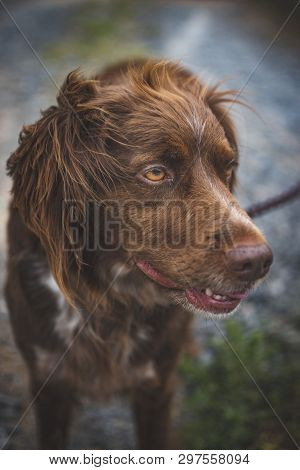 Brown Hunting Dog Of The Munsterlander Breed Small, With Waiting Pose, With A Field Background.