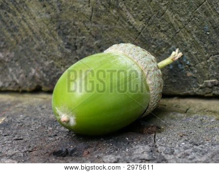 เอคอร์น