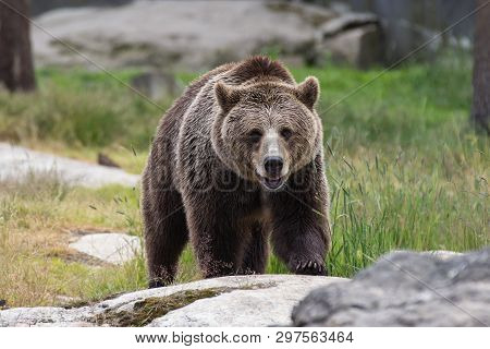 Closeup Portrait Of Huge Adult Brown Bear Looking At You. Ursus Arctos Beringianus. Kamchatka Bear.