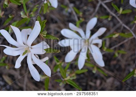 Very Original Flowers With Beautiful Oblong Leaves And Bright White Flowers, Stichwort.