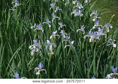 Lots Of Violet Flowers Of Iris Spuria In May