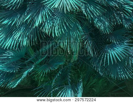 Mallorca Endemic Fan Palm Chamaerops Humilis Lush Leaves In Sunshine Abstract Teale Color.