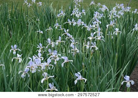 Many Violet Flowers Of Iris Spuria In May
