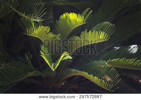 Closeup Leaves Mallorca Endemic Fan Palm Chamaerops Humilis