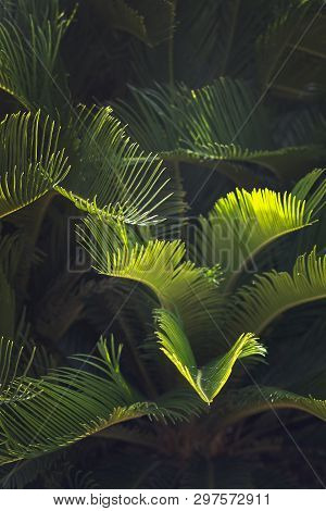 Closeup Leaves Mallorca Endemic Fan Palm Chamaerops Humilis