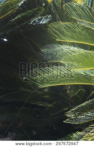 Closeup Leaves Mallorca Endemic Fan Palm Chamaerops Humilis