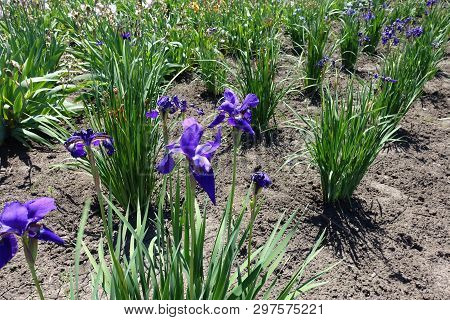 Dark Purple Flowers Of Iris In Late Spring