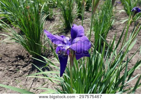 Purple Flower Of Iris In Late Spring