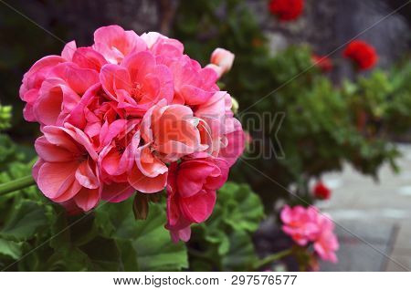 Pink Geranium Flowers In Summer Garden Of Tenerife,canary Islands,spain.blooming Pelargoniums.orname