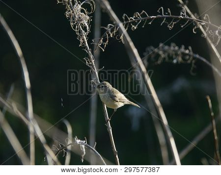 Chiffchaff ( Phylloscopus Collybita) Perched On Stem Of Dead Foliage