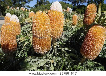 Lots Of Wildflower Banksia Attentuata ,growing In Western Australia.