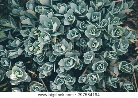 Green Grass Texture. Rosetta Stonecrop Or Sedum Rosetta. Beautiful Abstract Nature  Background For C