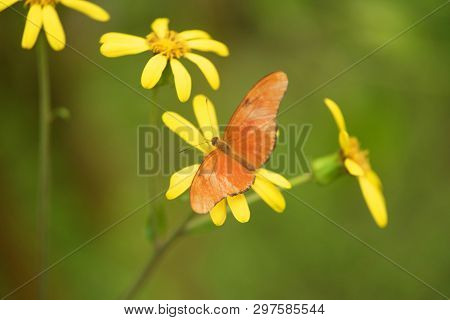 Butterfly Dryas Iulia On A Yellow Flower.