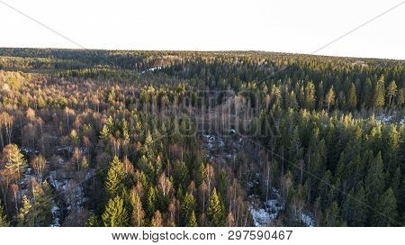 Wilderness Forest Trees In Sunny Spring Day Landscape View
